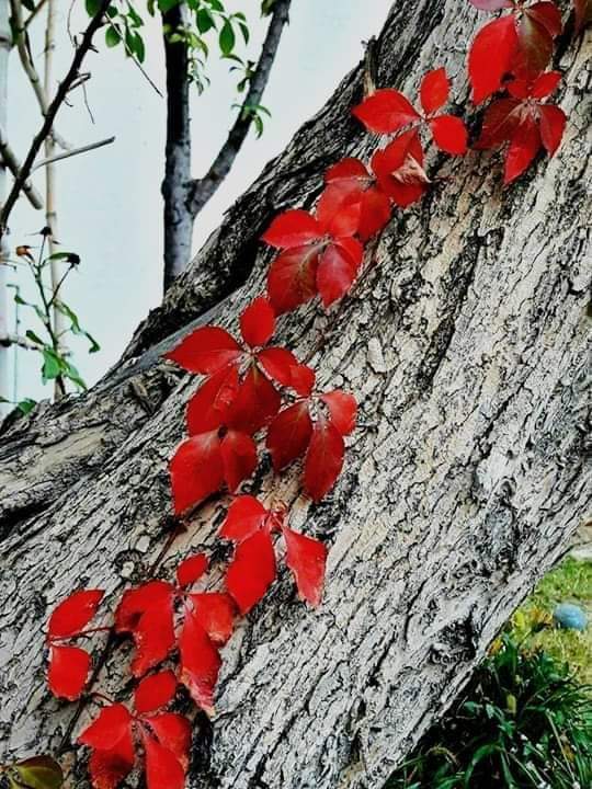 ٹیسٹ ٹیوب بے بی